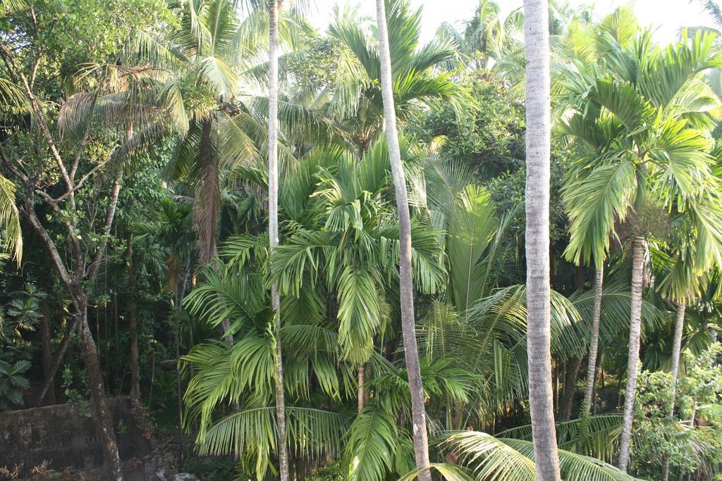 Greenview Homestay Kochi ห้อง รูปภาพ